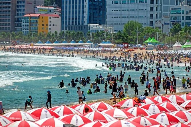 1-DAY Busan and INCLUDED night tour - Dongbaekseom’s walking path and APEC House