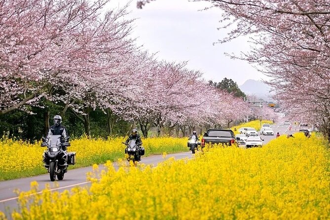 2026 Cherry Blossom East Day Tour in Jeju with UNESCO - Jeonnong-ro, the city’s cherry blossom opening act