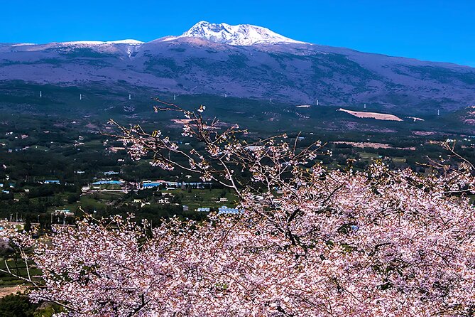 2026 Cherry Blossom East Day Tour in Jeju with UNESCO - Seongeup Folk Village keeps Jeju’s older character alive