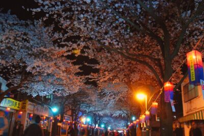 2026 Cherry Blossom East Day Tour in Jeju with UNESCO