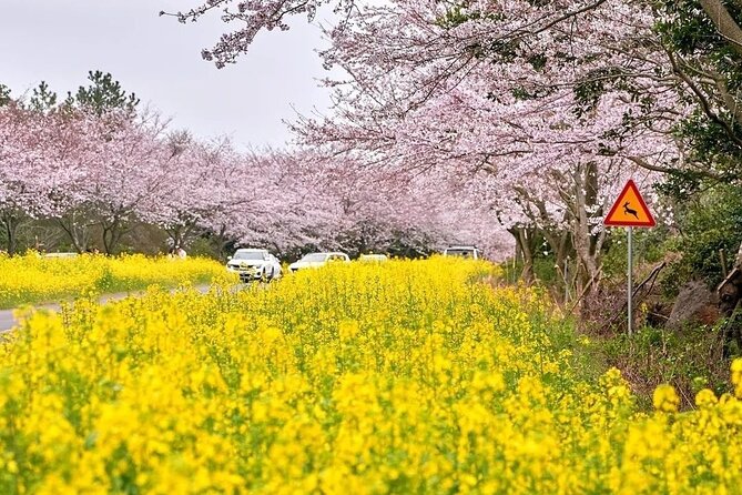 2026 Cherry Blossom East Day Tour in Jeju with UNESCO - Seongsan Ilchulbong provides the UNESCO finish