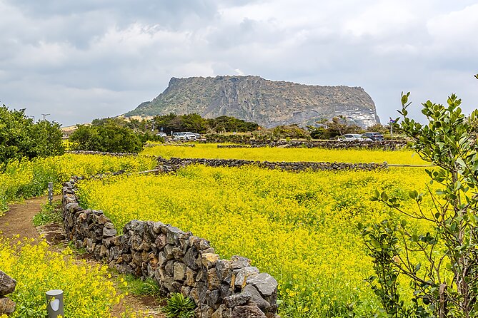 2026 Cherry Blossom East Day Tour in Jeju with UNESCO - What the nine-hour schedule feels like