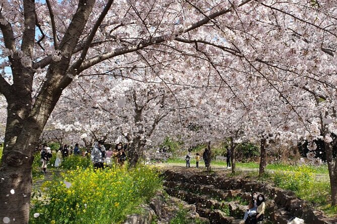 2026 JEJU Cherry Blossom West&South Full Day Tour with UNESCO - Why this Jeju cherry blossom route works
