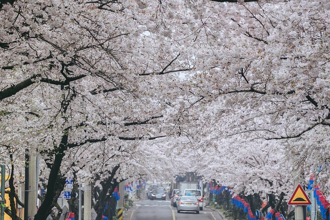 2026 JEJU Cherry Blossom West&South Full Day Tour with UNESCO - Yerae Ecological Park: Jeju flowers without a big-ticket entry