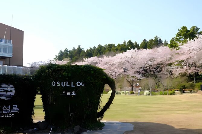 2026 JEJU Cherry Blossom West&South Full Day Tour with UNESCO - Yongmeori Beach: dramatic rock at Sanbangsan