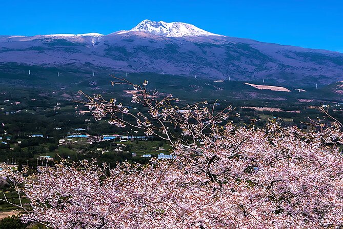 2026 JEJU Cherry Blossom West&South Full Day Tour with UNESCO - Eoseungsaengak: a short Hallasan walk with a serious slope