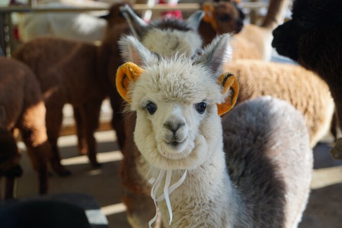 Alpaca, Nami, Eobi with Rail Bike or Strawberry - The long ride from Seoul to Alpaca World