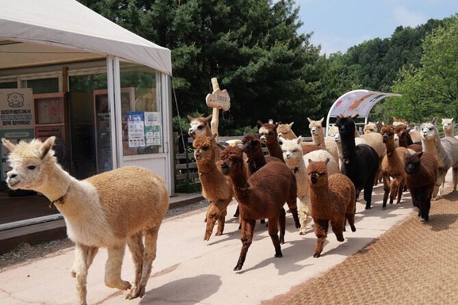 Alpaca World and Nami Island with Gangchon Rail Bike Tour - Gangchon Rail Park on the old tracks