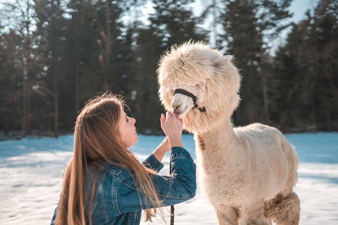 Alpaca World & Nami Island & Garden of Morning Calm One Day Tour - The real itinerary: a good plan with little spare time