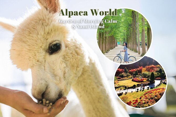 Alpaca World & Nami Island & Garden of Morning Calm One Day Tour - Alpaca World: the day’s most personal encounter