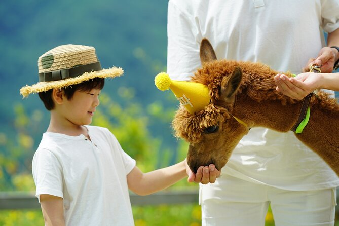 Alpaca World Tour with Nami Island (optional Railbike or Garden) - The big picture: five tours under one booking