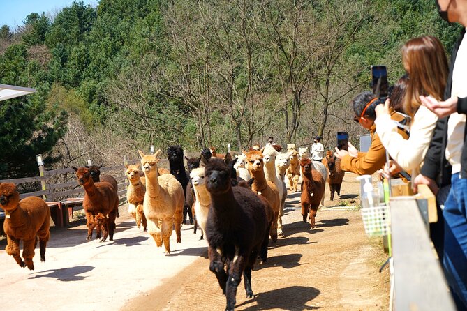 Alpaca World Tour with Nami Island (optional Railbike or Garden) - Garden of Morning Calm: a slower change of mood