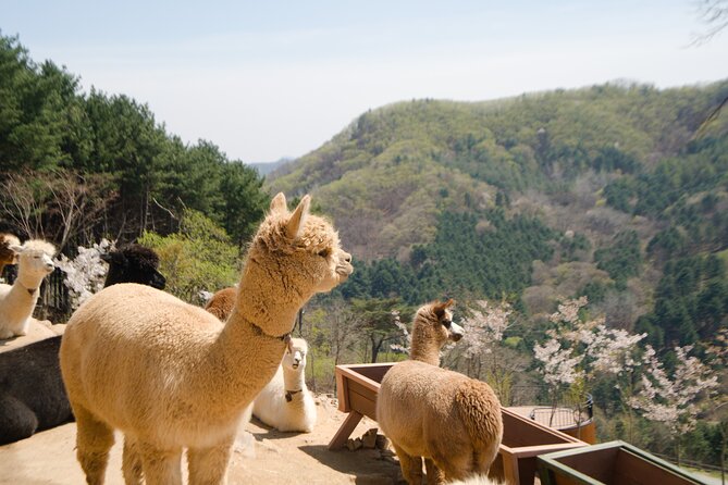 Alpaca World Tour with Nami Island (optional Railbike or Garden) - Nami Island: tree-lined paths and a timed lunch
