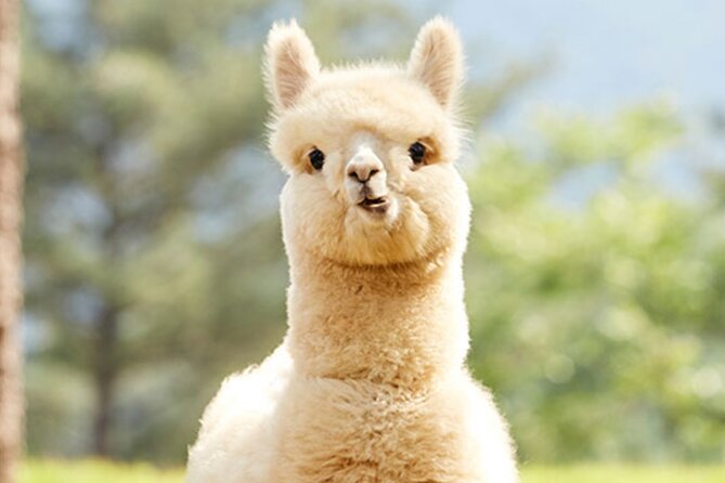 Alpaca World with Gangchon Rail Park One Day Tour - Pedaling the old Gangchon railway track