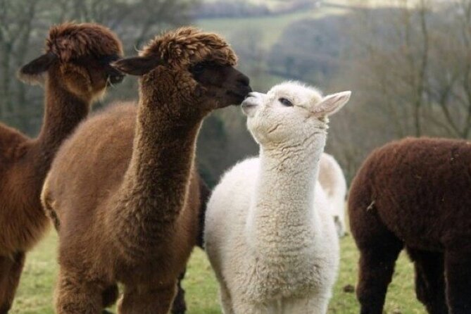 Alpaca World with Gangchon Rail Park One Day Tour - What the full 10-hour schedule feels like