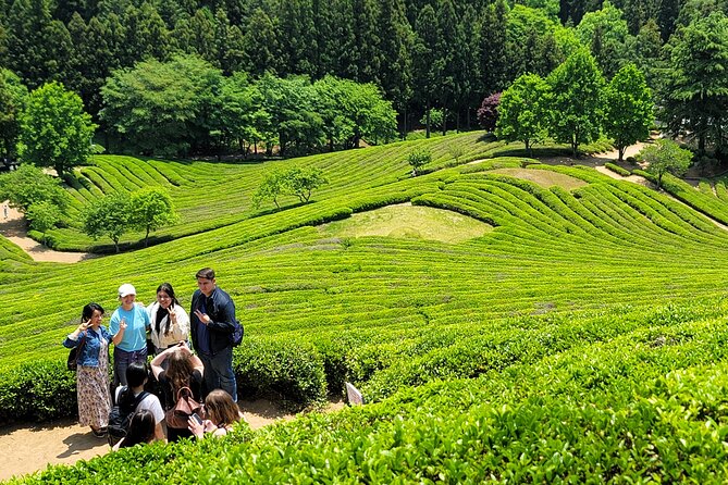 Boseong Tea Plantation & Suncheon National Garden[Train+Bus] - Key Things to Know Before You Book