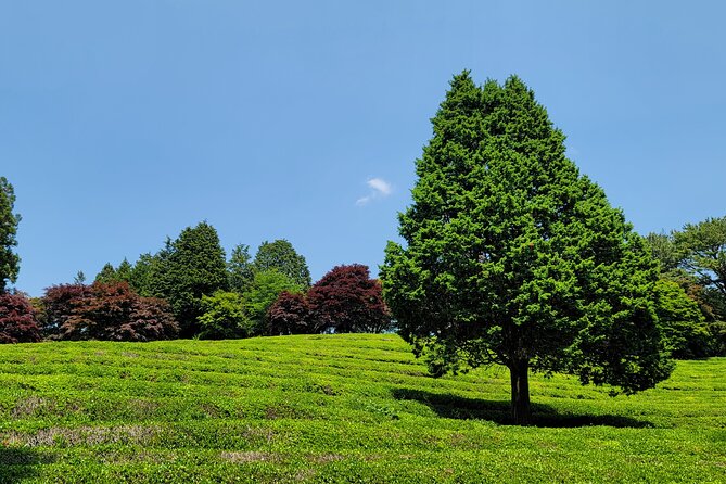 Boseong Tea Plantation & Suncheon National Garden[Train+Bus] - Why This Route Works From Busan