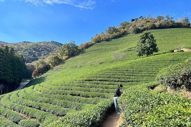 Boseong Tour : Green Tea Field, Mountain & Lake Trail (Private) - Lunch in Boseong-eup, with local flavors