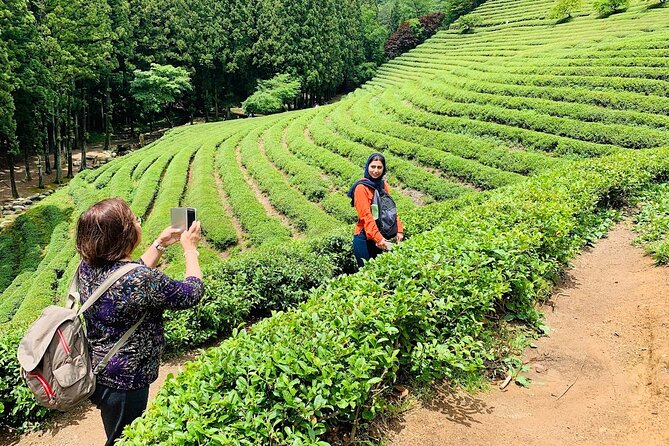 Boseong Tour : Green Tea Field, Mountain & Lake Trail (Private) - What the $190 price includes
