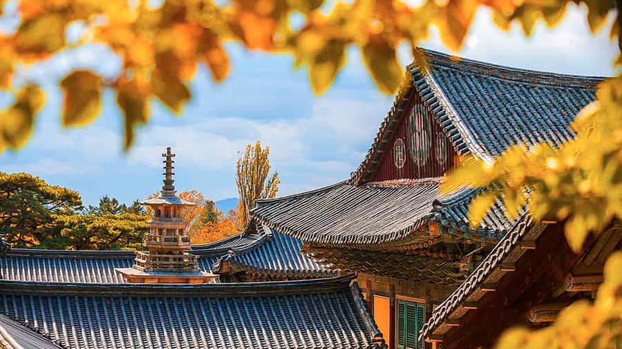 Busan: 7 Highlights Gyeongju City One Day Tour - What the guide adds to a packed schedule