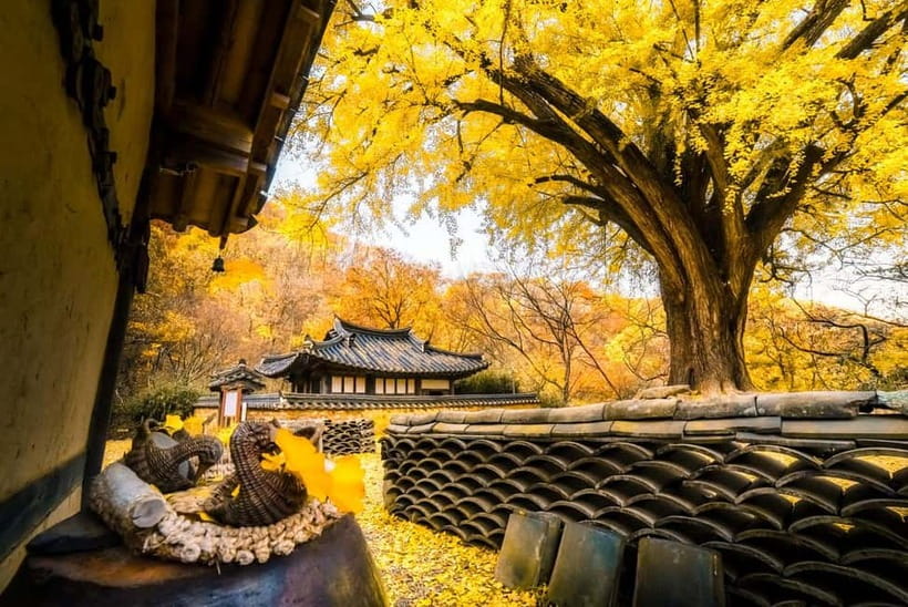 Busan: Gyeongju Autumn Foliage Day Tour with Historic Sites - Why Gyeongju makes sense as a fall day trip