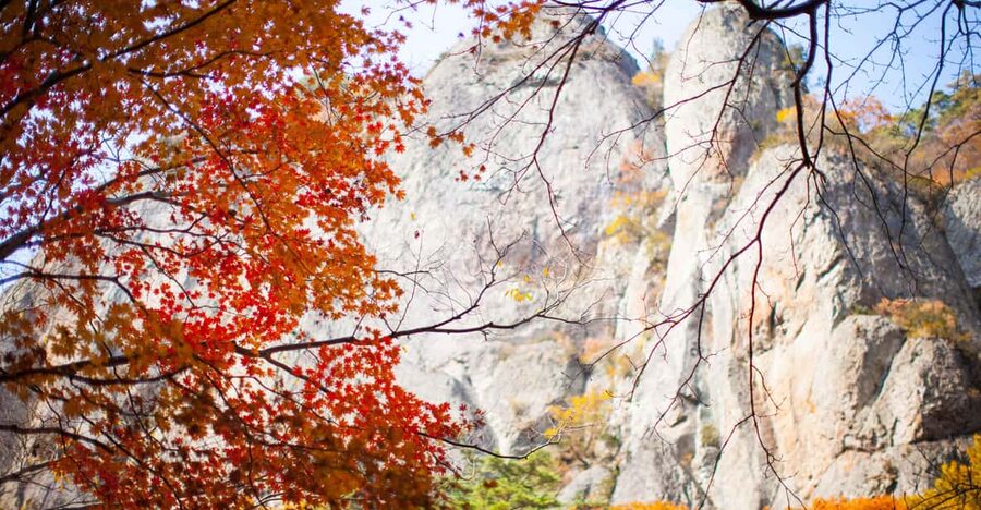Busan: Mt. Jiri or Juwangsan Park Autumn Foliage Day Tour - Key points at a glance