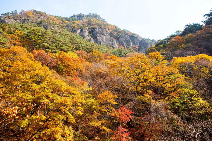 Busan: Mt. Jiri or Juwangsan Park Autumn Foliage Day Tour - Who should book this experience