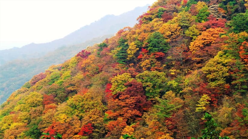 Busan: Mt. Jiri or Juwangsan Park Autumn Foliage Day Tour - Starting at Jusanji Reservoir