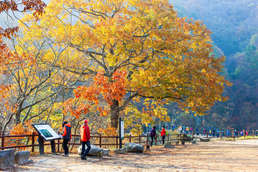 Busan: Mt. Jiri or Juwangsan Park Autumn Foliage Day Tour - Exploring Juwangsan National Park