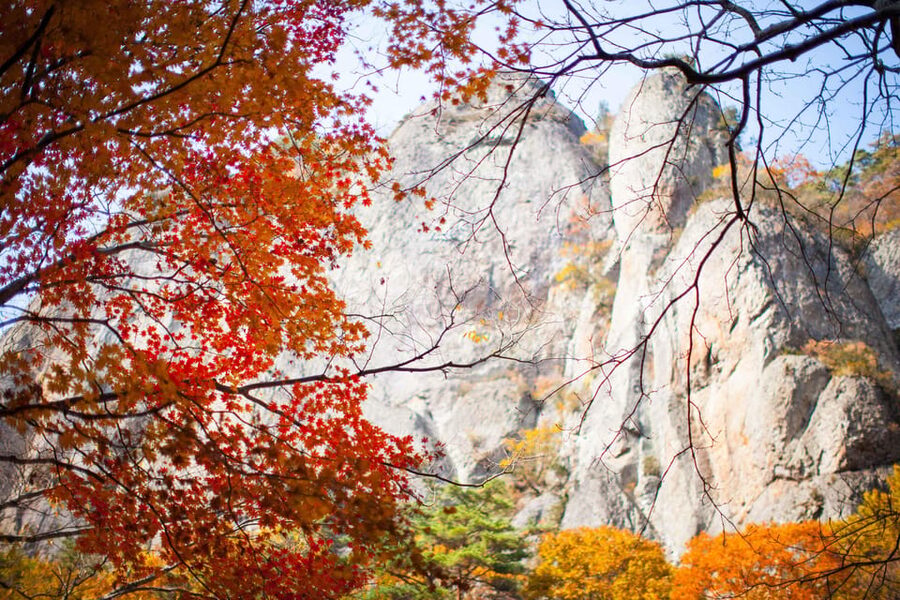Busan: Mt. Jiri or Juwangsan Park Autumn Foliage Day Tour - Choosing between Mt. Jiri and Juwangsan