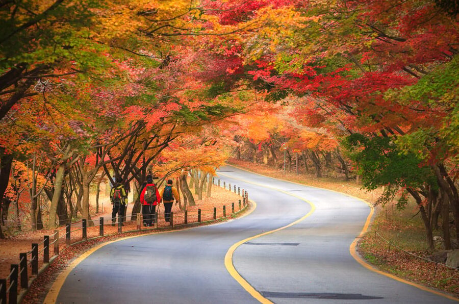 Busan: Naejangsan National Park Autumn Foliage One Day Tour - Why Naejangsan Works So Well in Autumn