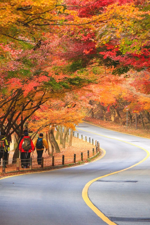 Busan: Naejangsan National Park Autumn Foliage One Day Tour - The Early Trip From Busan