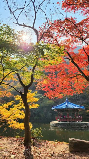 Busan: Naejangsan National Park Autumn Foliage One Day Tour - The Scenic Value of the Walking Routes