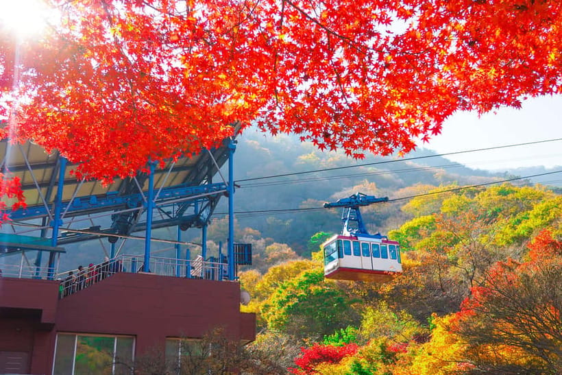Busan: Naejangsan National Park Autumn Foliage One Day Tour - How the $46 Price Holds Up