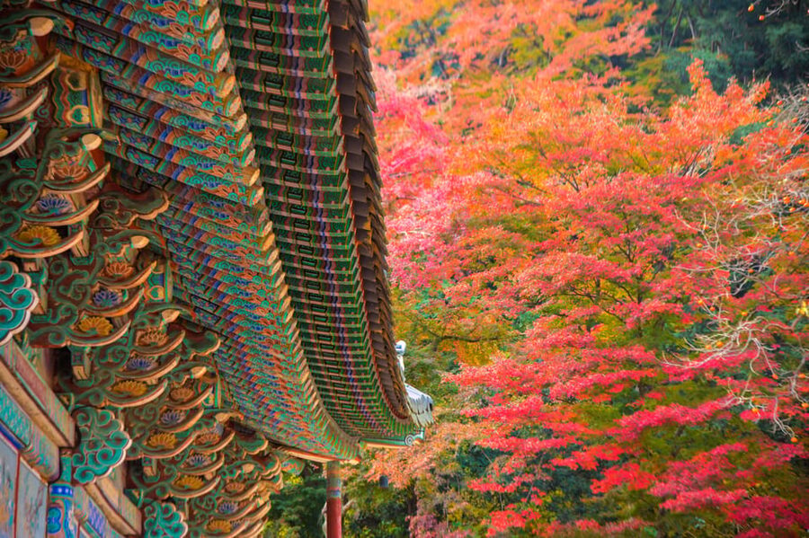 Busan: Naejangsan National Park Autumn Foliage One Day Tour - Who Will Enjoy This Tour Most
