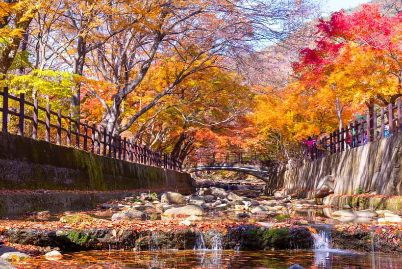Busan: Naejangsan National Park Autumn Foliage One Day Tour - Should You Book the Naejangsan Day Trip?