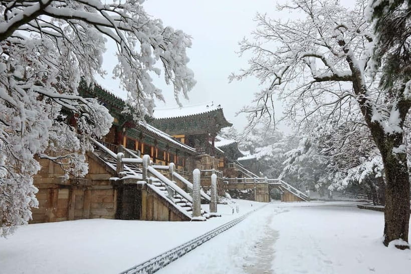 Busan: Winter Healing Park and (Gyeongju/Daegu) One Day Tour - What the $65 price really covers