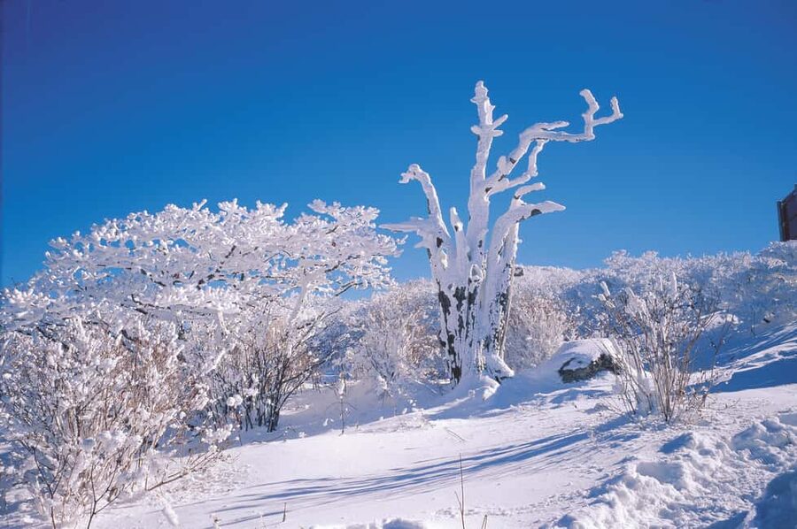 East Jeju: Day Tour with Seongsan Peak & Haenyeo Performance - Why this East Jeju day trip works for first-time visitors