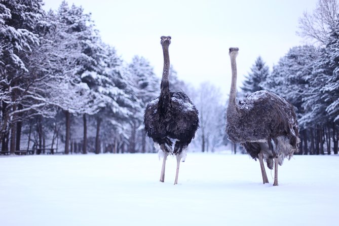 Elysian Gangchon Winter Ski with Nami Island Day Tour from Seoul - What the $33.33 price really covers