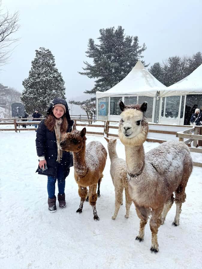 Eobi Ice Valley & Nami (+ Light Festival, Railbike, Alpaca) - Why Eobi Ice Valley makes the long day worthwhile