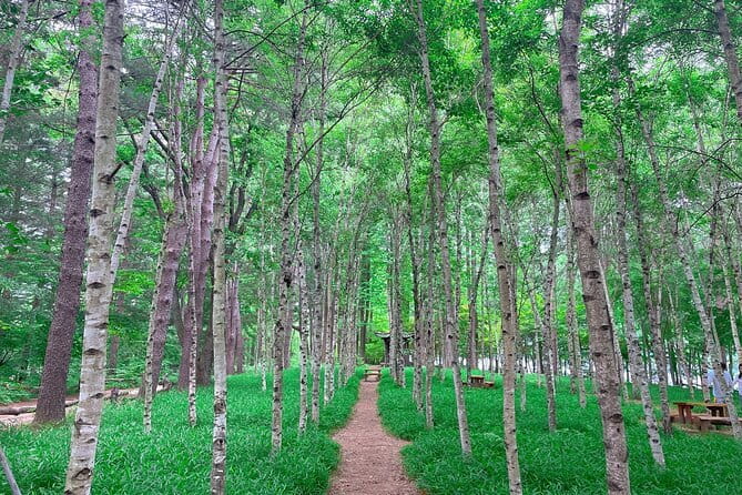 Eobi+Nami+Hanbok Tour with Rail Bike or Strawberry Option - Nami Island: tree-lined paths and a famous screen connection