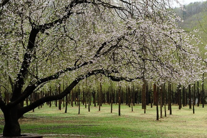 Eobi+Nami+Hanbok Tour with Rail Bike or Strawberry Option - The long transfer to Nami Island