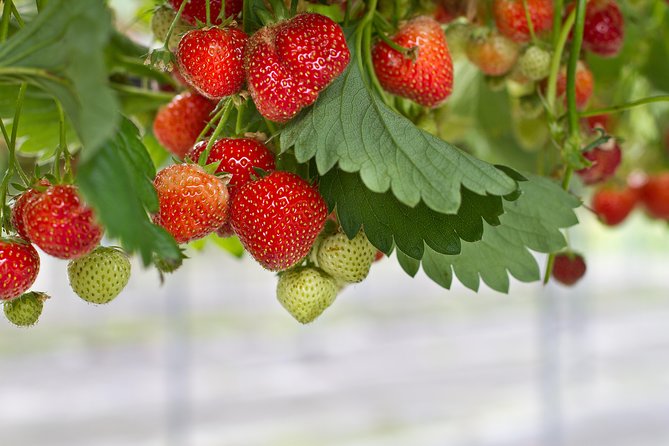 Eobi Valley(Winter), Strawberry, Nami Island & Railbike fr Seoul - Is $82.86 good value?