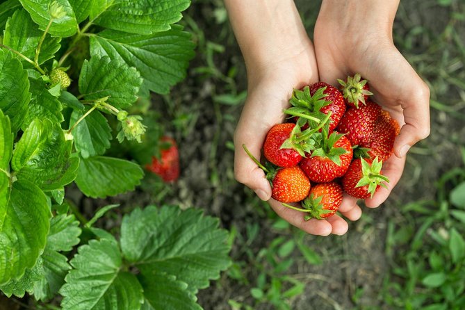 Eobi Valley(Winter), Strawberry, Nami Island & Railbike fr Seoul - Yangsu-ri strawberry farm: a short, hands-on first stop
