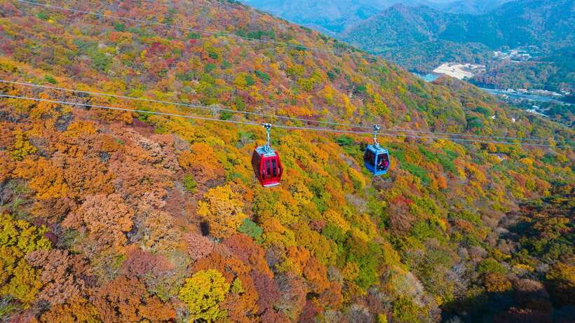 From Busan: Enchanting Oedo Island Day Tour with Windy Hill - Why Oedo Island deserves the long trip from Busan