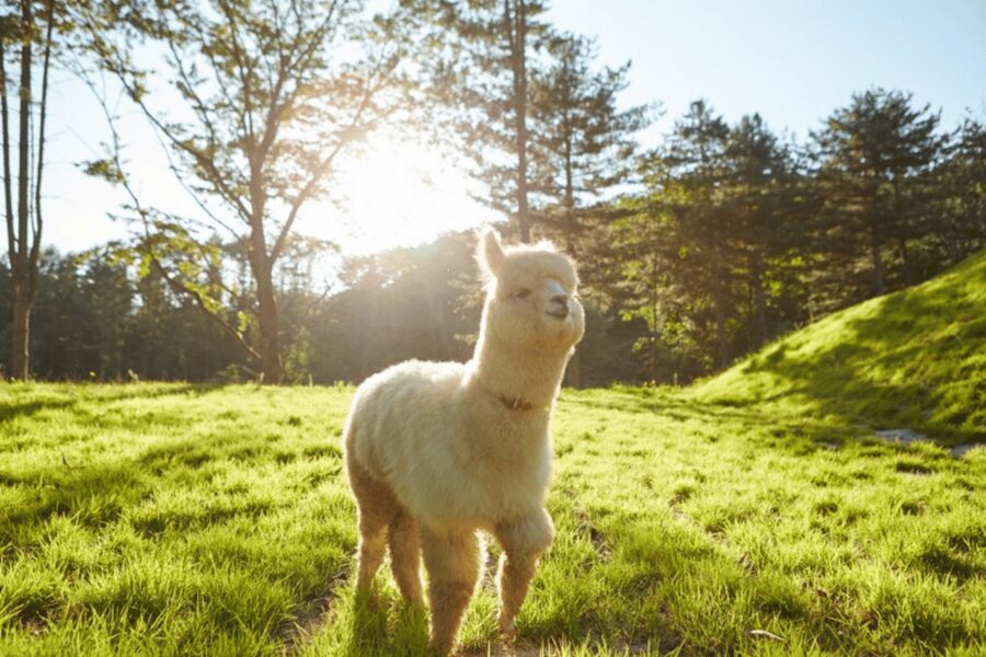 From Seoul: Full Day Trip to Alpaca Farm with Rail Bike - A long day with a good change of pace