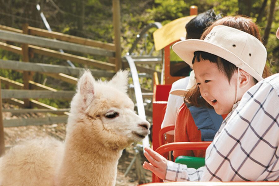 From Seoul: Full Day Trip to Alpaca Farm with Rail Bike - Alpaca World, where the animals take over