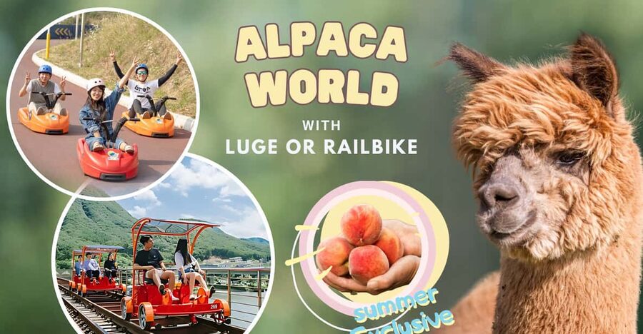 From Seoul: Full Day Trip to Alpaca Farm with Rail Bike - Who should choose the rail bike and who should choose the luge?