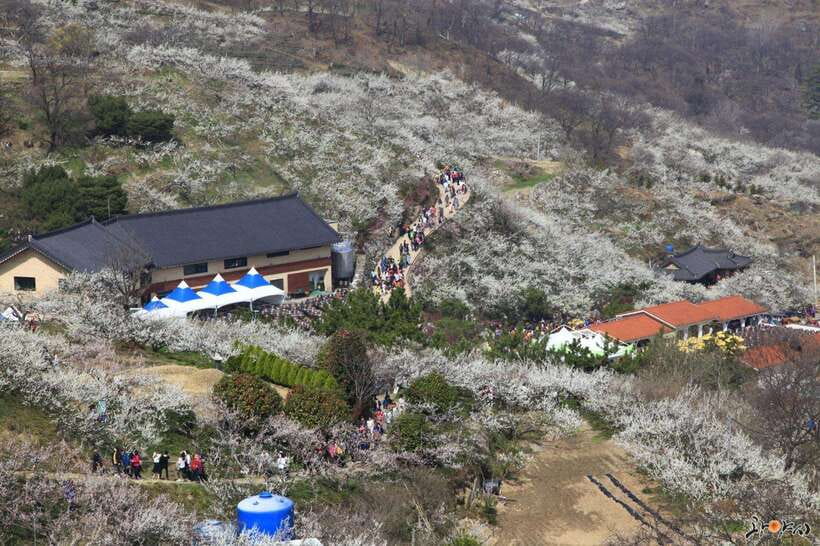From Seoul: Korea Spring Cherry Blossom Day Tour - Key points to know before booking