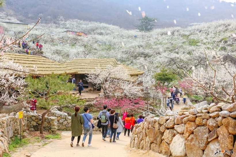 From Seoul: Korea Spring Cherry Blossom Day Tour - Why this spring tour works from Seoul